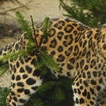 Image for the Nature programme "Eye of the Leopard"
