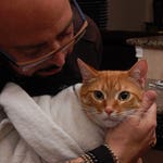 Image for episode "Surprise Attack Cat!" from Nature programme "My Cat From Hell"