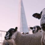 Image for the Entertainment programme "Cynefin"