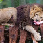 Image for episode "Christmas 2024 3" from Nature programme "Animal Park"