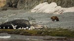 Image for episode "Killer Whale Kingdom" from Nature programme "Alaska's Deadliest"