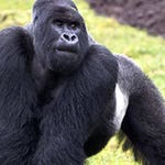 Image for the Nature programme "Mountain Gorilla"