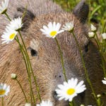 Image for the Nature programme "Animal Park"