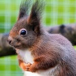 Image for the Nature programme "Animal Park"