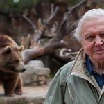 Image for the Nature programme "David Attenborough's Natural Curiosities"