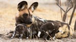 Image for episode "Cu Fiadhai (African Wild Dog)" from Documentary programme "Aithne air Ainmhidhean (All About Animals)"