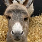 Image for the Documentary programme "The Yorkshire Vet"