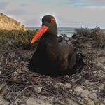 Image for the Nature programme "Africa's Wild Horizons"