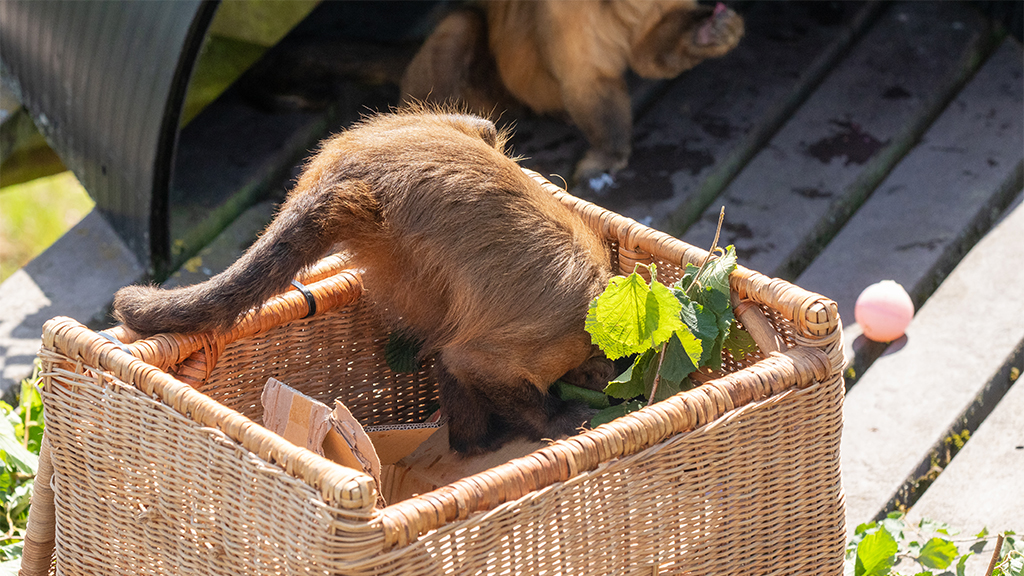 Monkey Life Season 18 Episode 12 on Sky Nature HD - TV Programme Poster